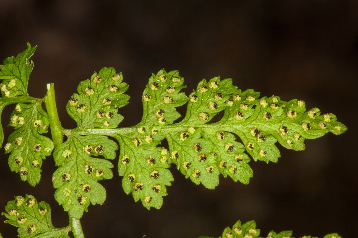 Cystopteris fragilis fruit