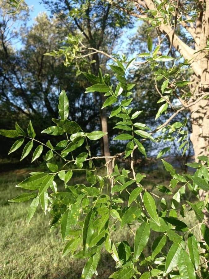 Lonchocarpus nitidus — houseplant care guide