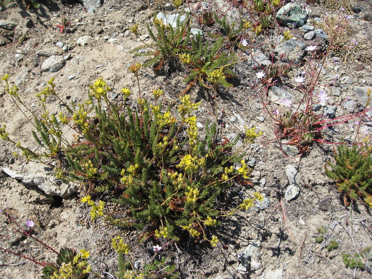 Potentilla tweedyi habit