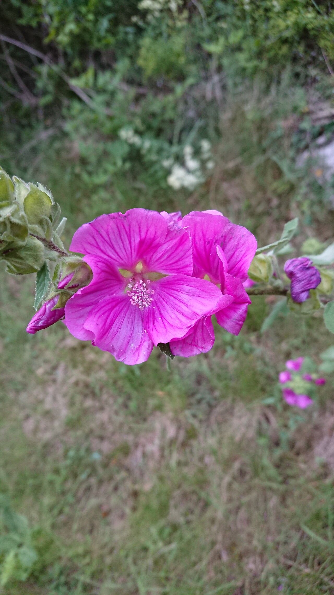 Malva × clementii flower