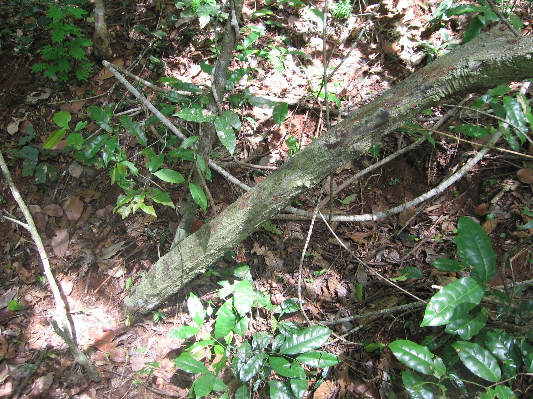 Monodora carolinae habit