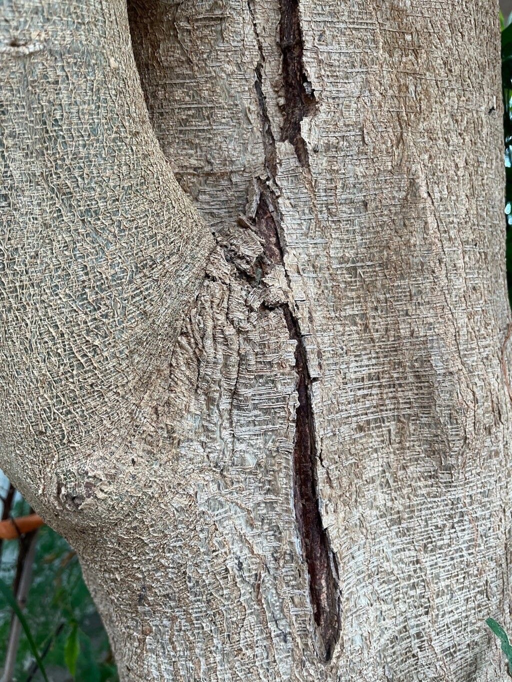 Inga feuilleei bark