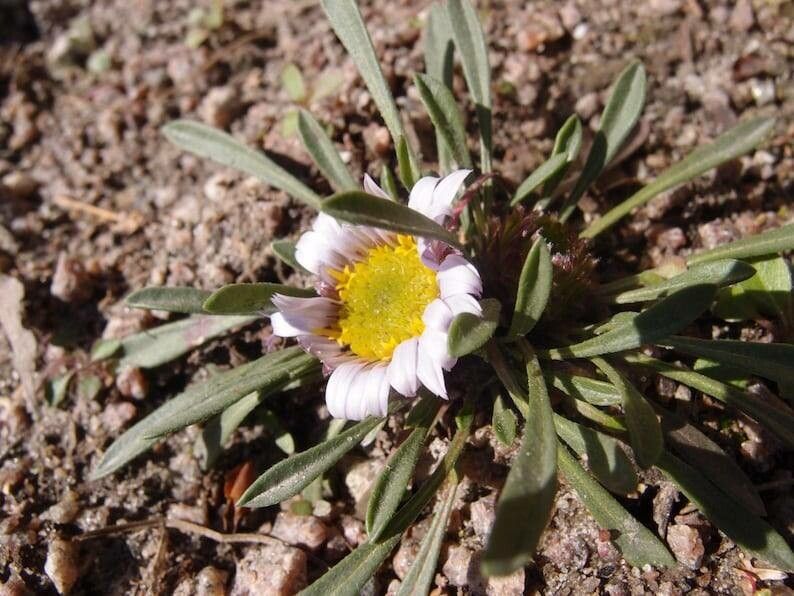 Townsendia rothrockii — houseplant care guide