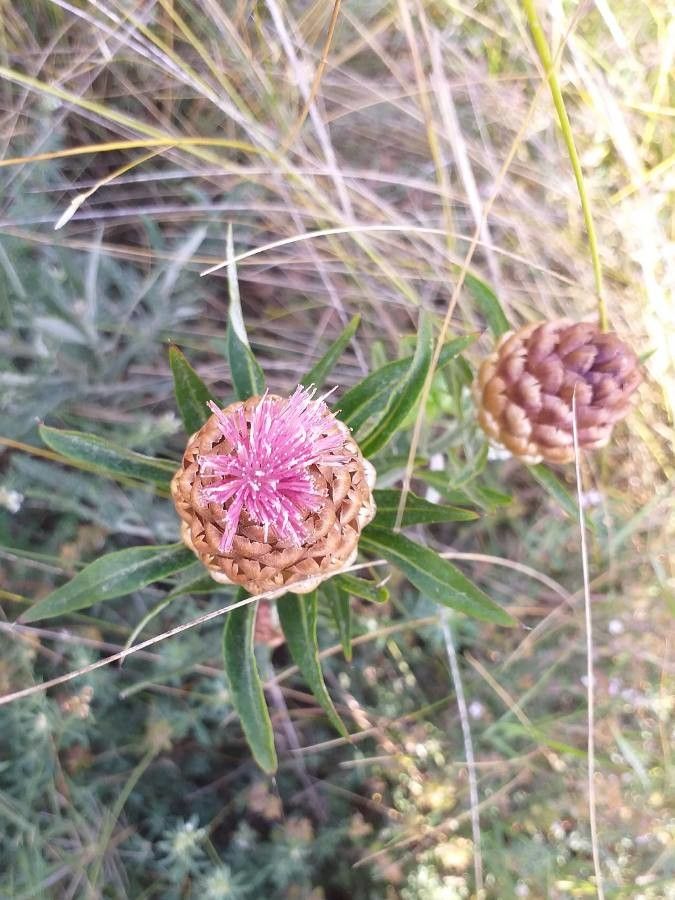 Rhaponticum coniferum flower