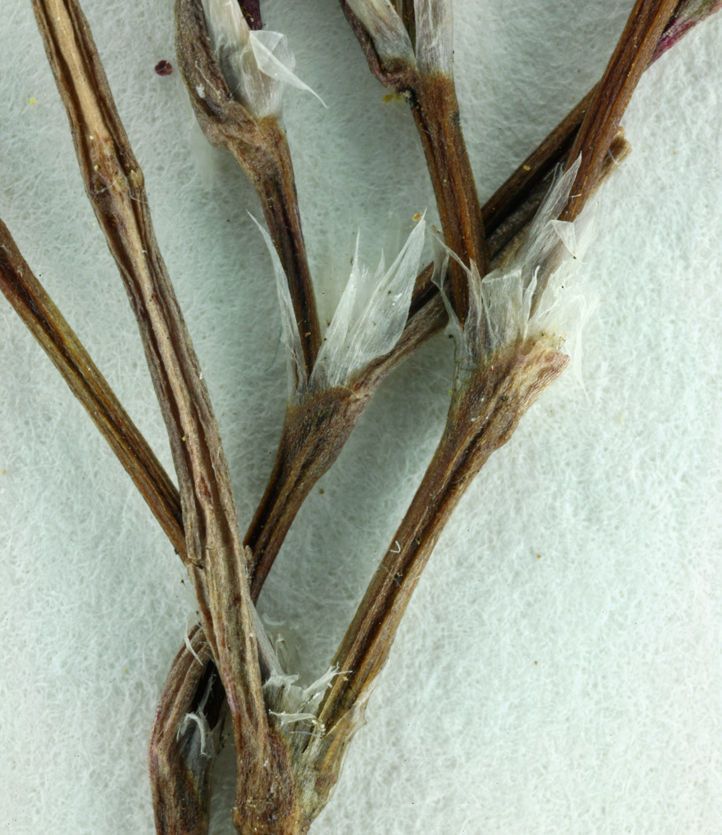 Polygonum bidwelliae bark