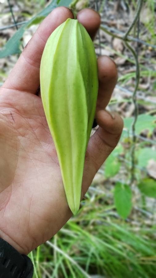 Cynanchum laeve fruit