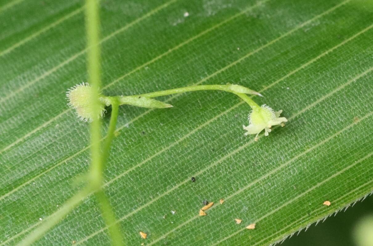 Galium pseudoasprellum — houseplant care guide