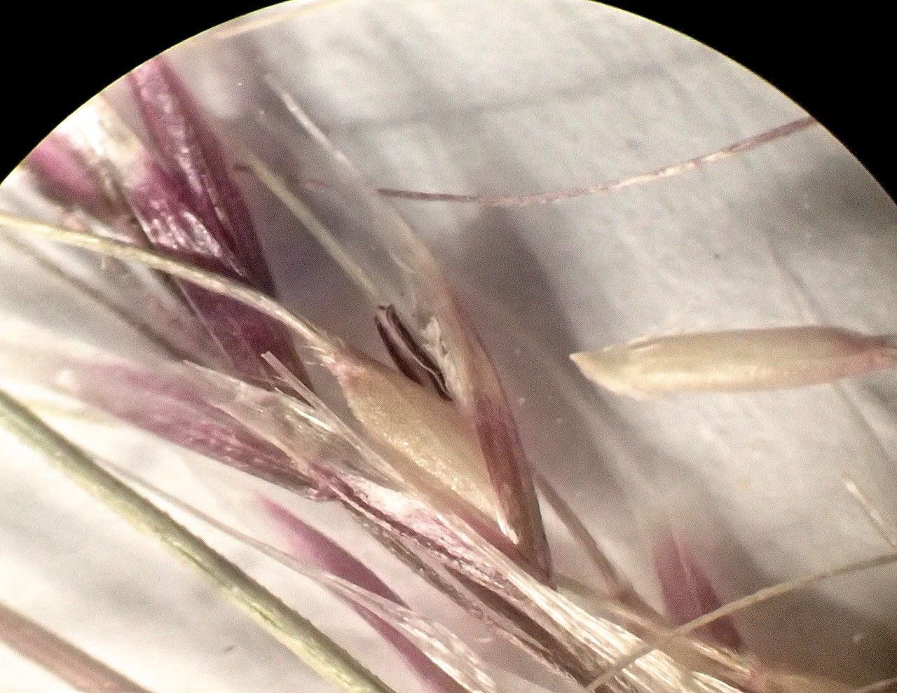 Amelichloa ambigua flower