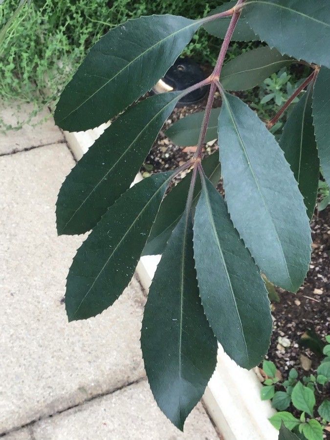 Cunonia capensis — search result for 'southern Africa'