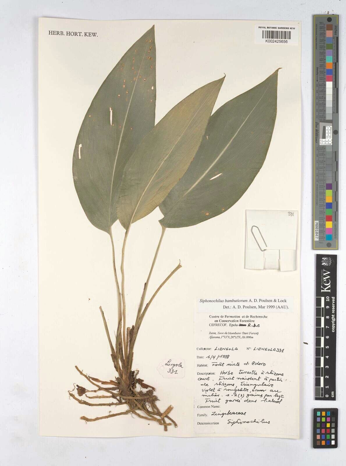 Siphonochilus bambutiorum — related species from the same genus