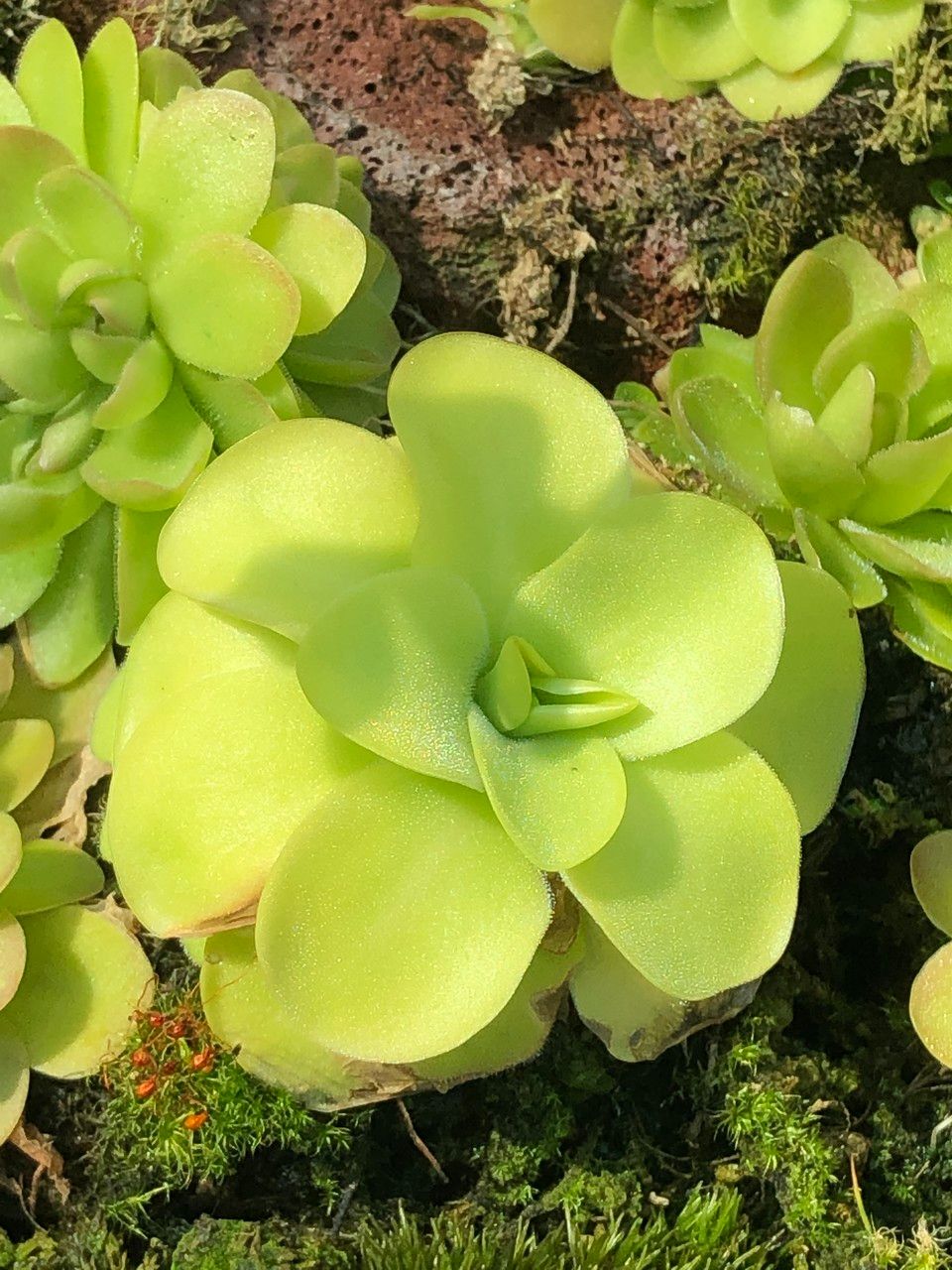 Pinguicula spp. leaf