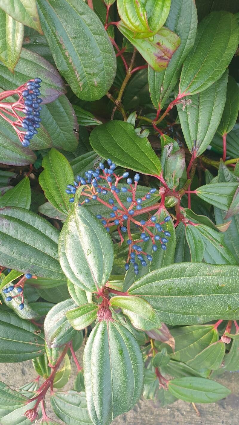 Viburnum davidi — search result for 'Viburnum'