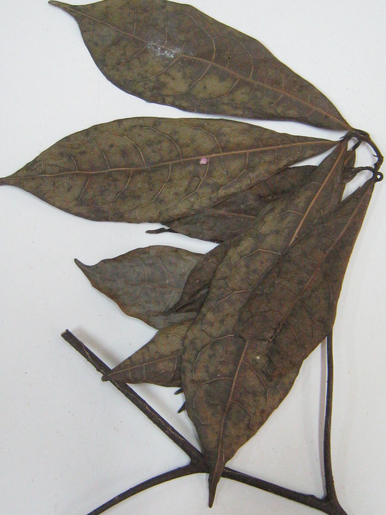 Ocotea scandens other