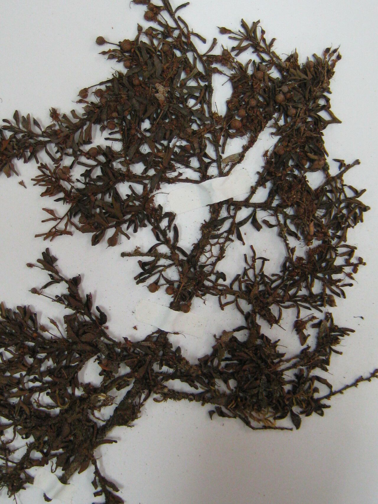 Cynometra parvifolia other