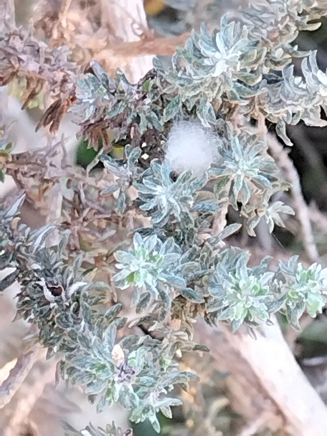 Eriocephalus racemosus — related species from the same genus