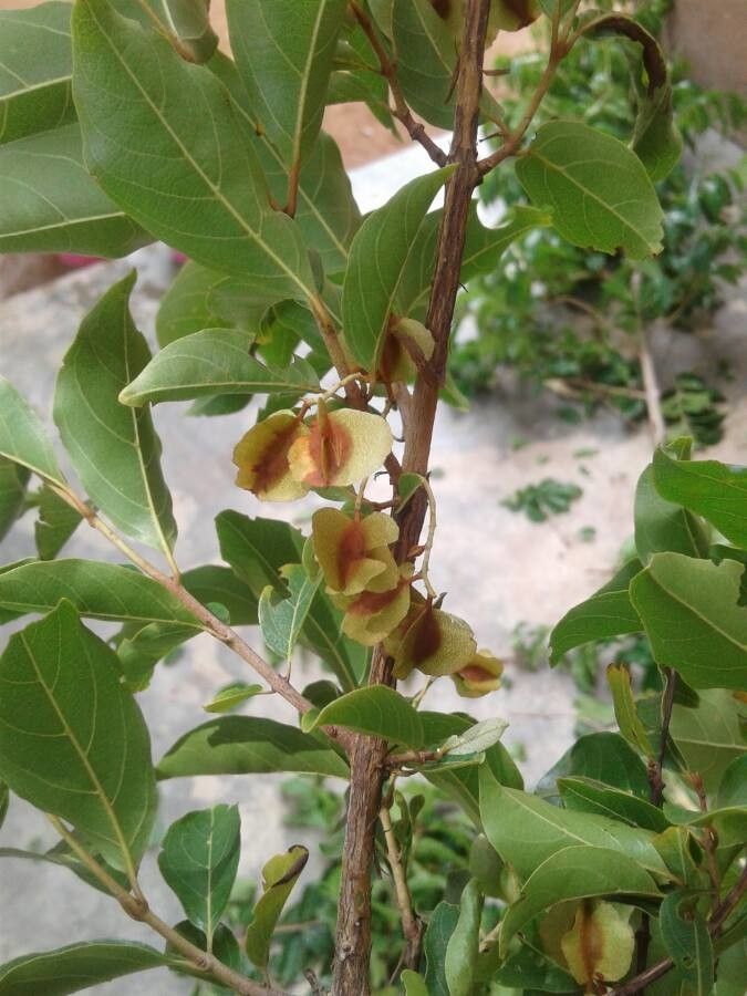 Combretum micranthum flower