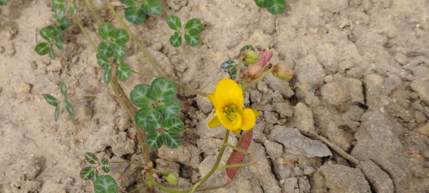 Chamaecrista hispidula — houseplant care guide