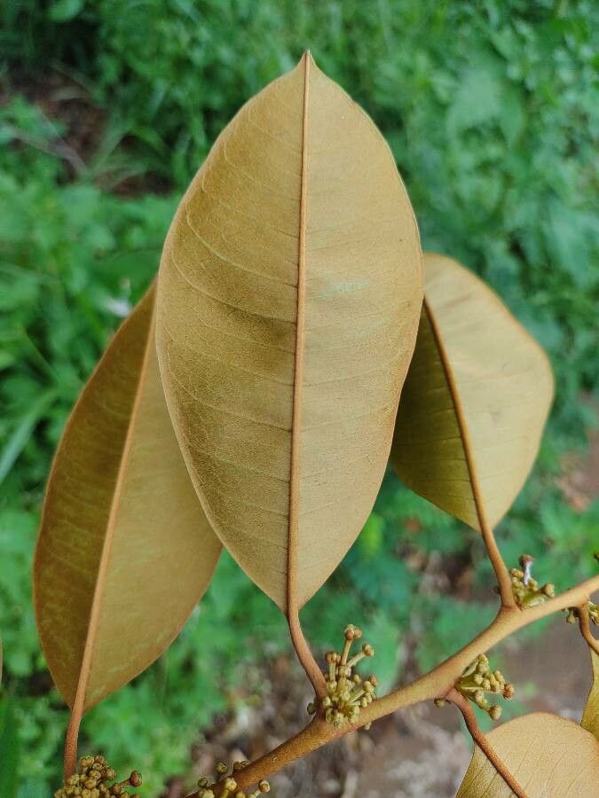 Chrysophyllum mexicanum leaf