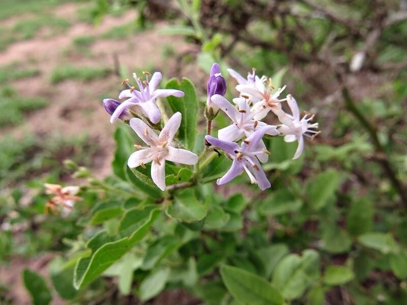 Ehretia obtusifolia — search result for 'Ehretia'