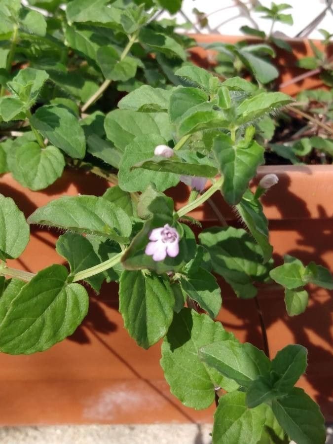 Clinopodium brownei flower