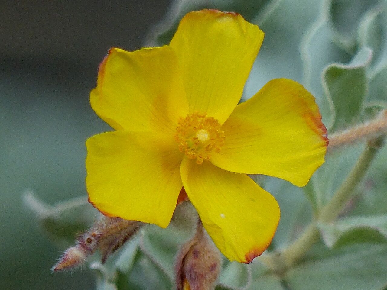Cistus atriplicifolius flower