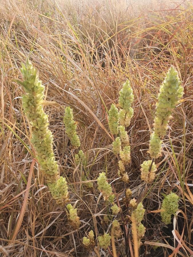 Justicia bracteata fruit