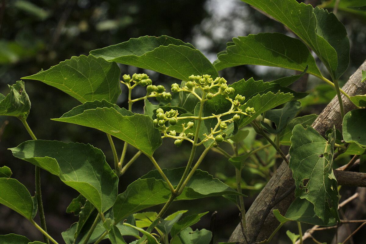 Premna senensis — houseplant care guide