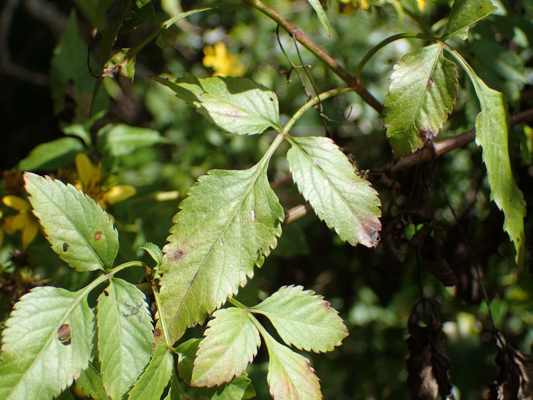 Bidens reptans leaf