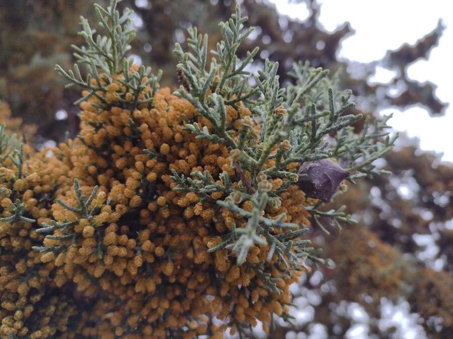 Cupressus arizonica flower