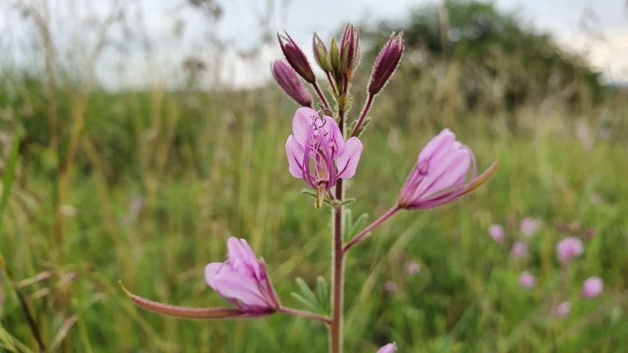 Cleome allamanii flower