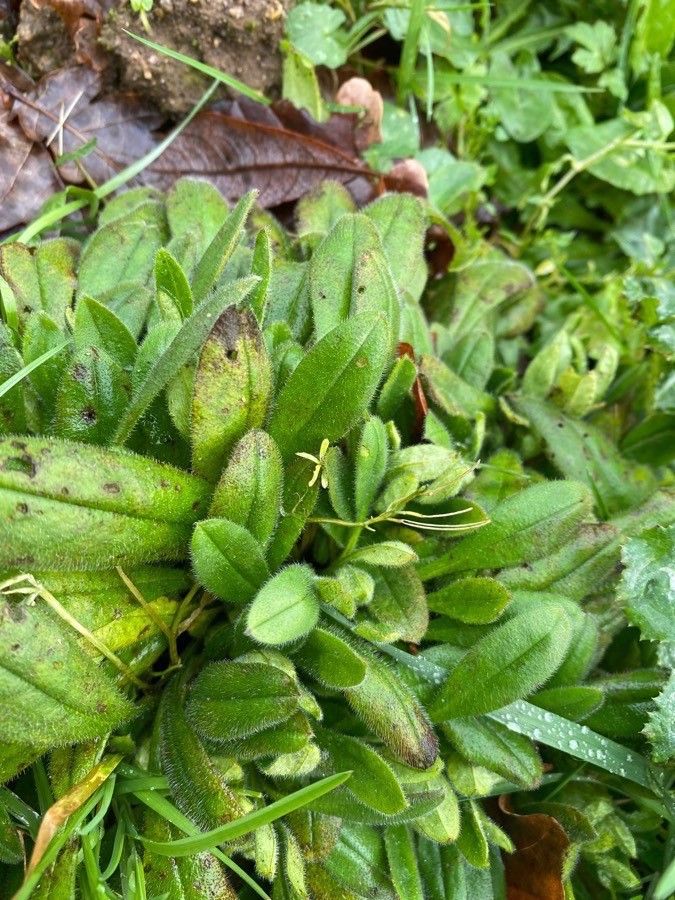 Myosotis nemorosa leaf