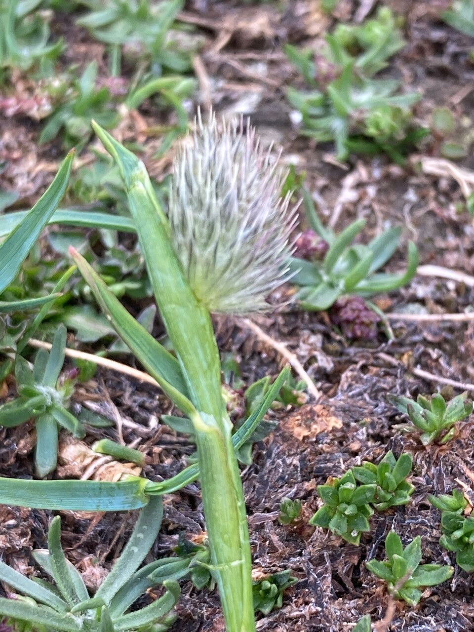 Alopecurus gerardii flower