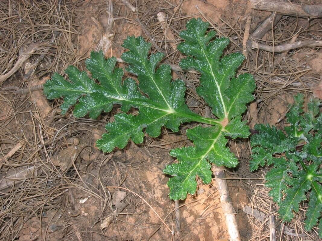 Thapsia nitida — search result for 'Thapsia'