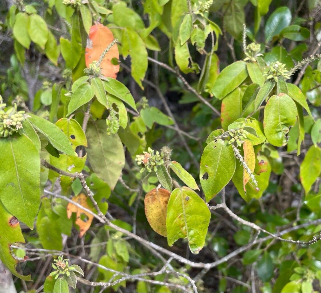 Croton glabellus leaf