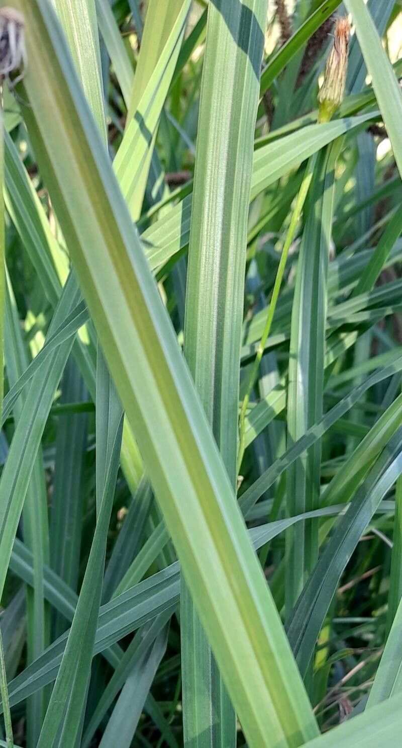 Carex darwinii — houseplant care guide