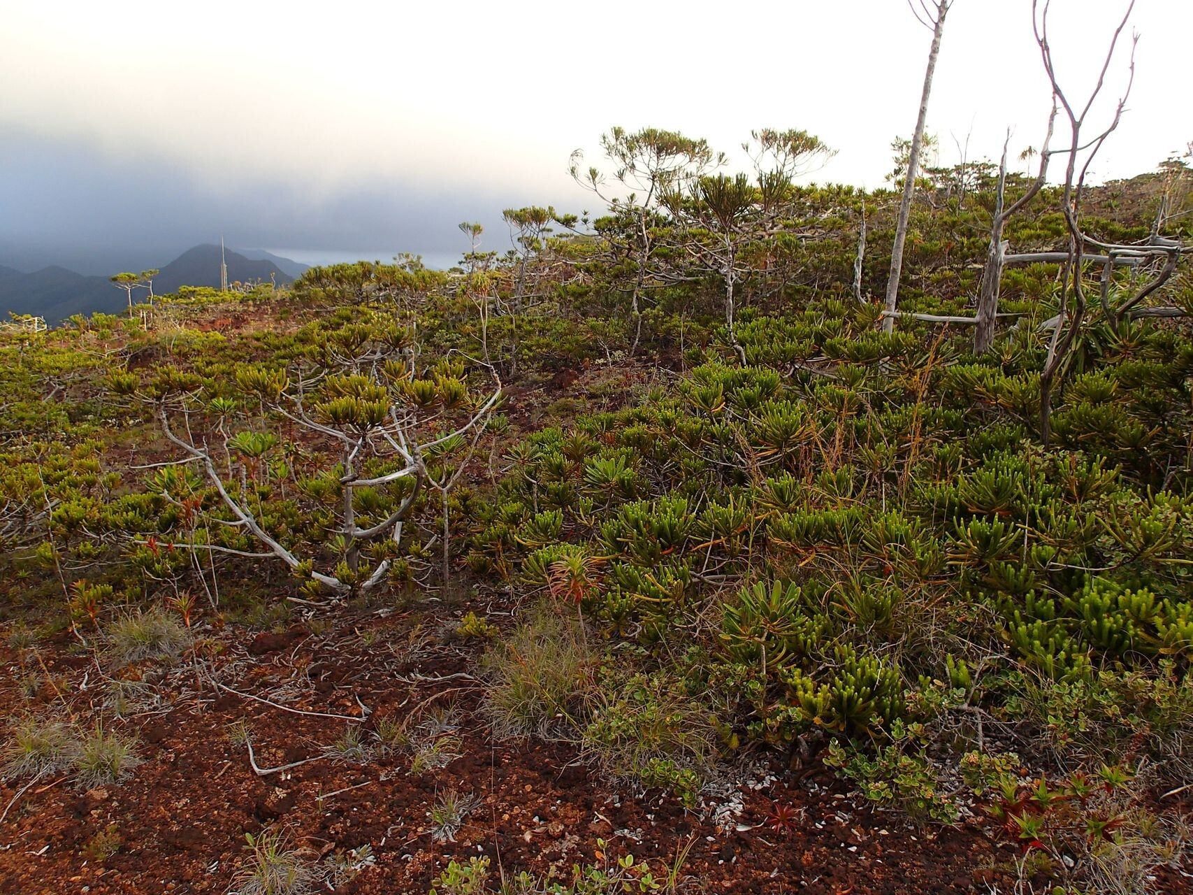Callitris neocaledonica habit