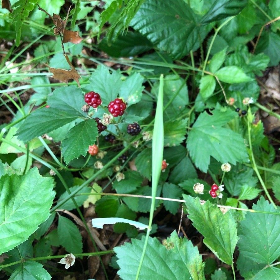 Rubus flagellaris fruit