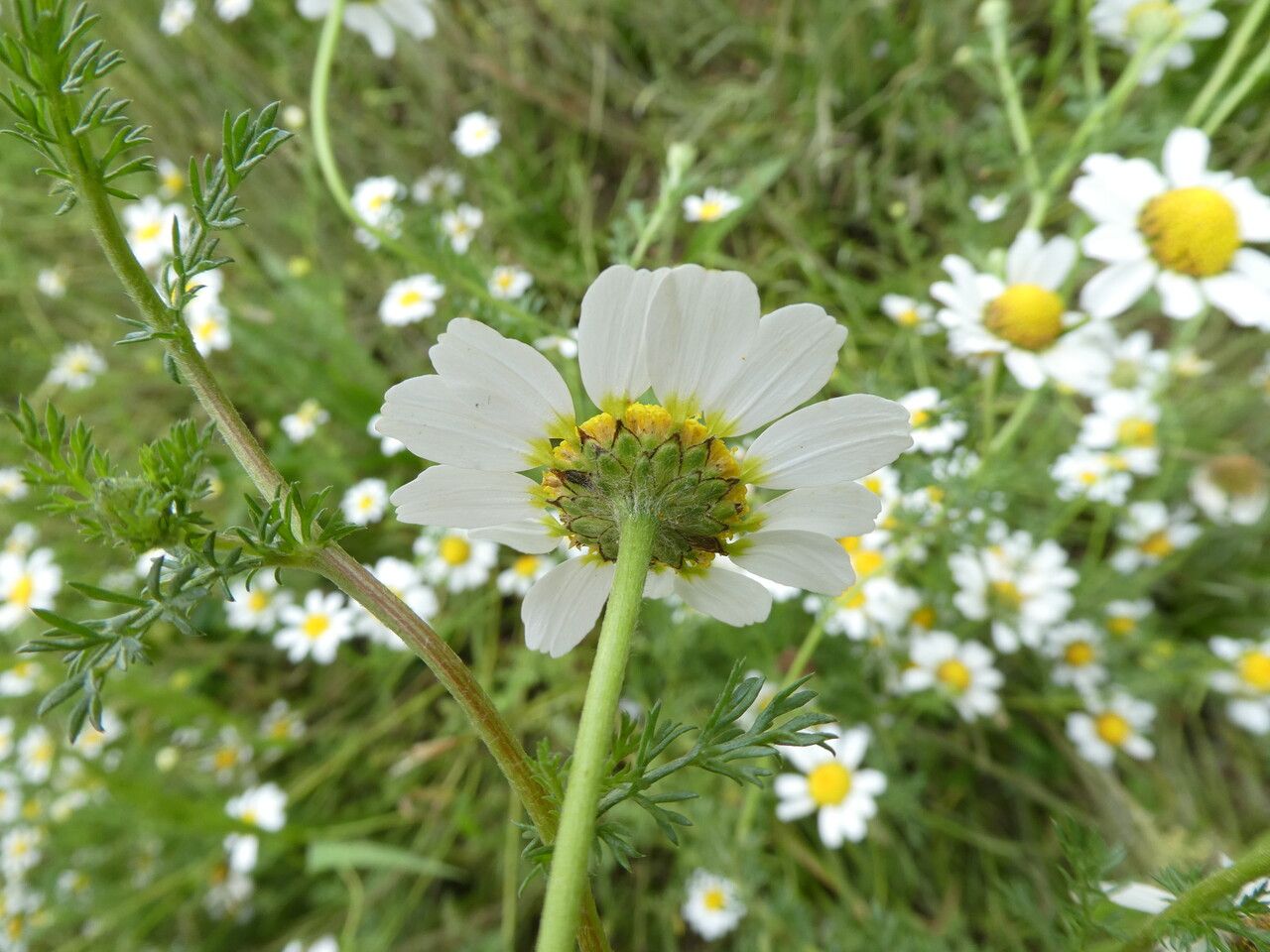 Anacyclus clavatus flower