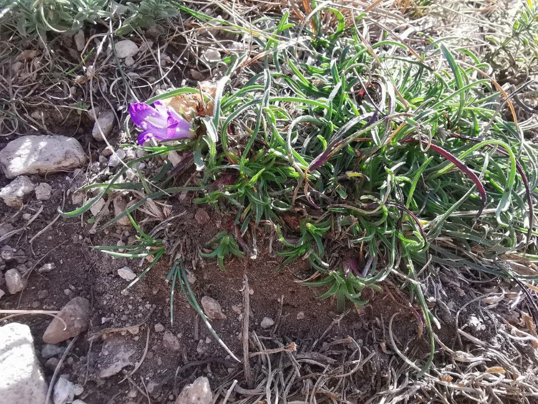 Edraianthus tenuifolius habit