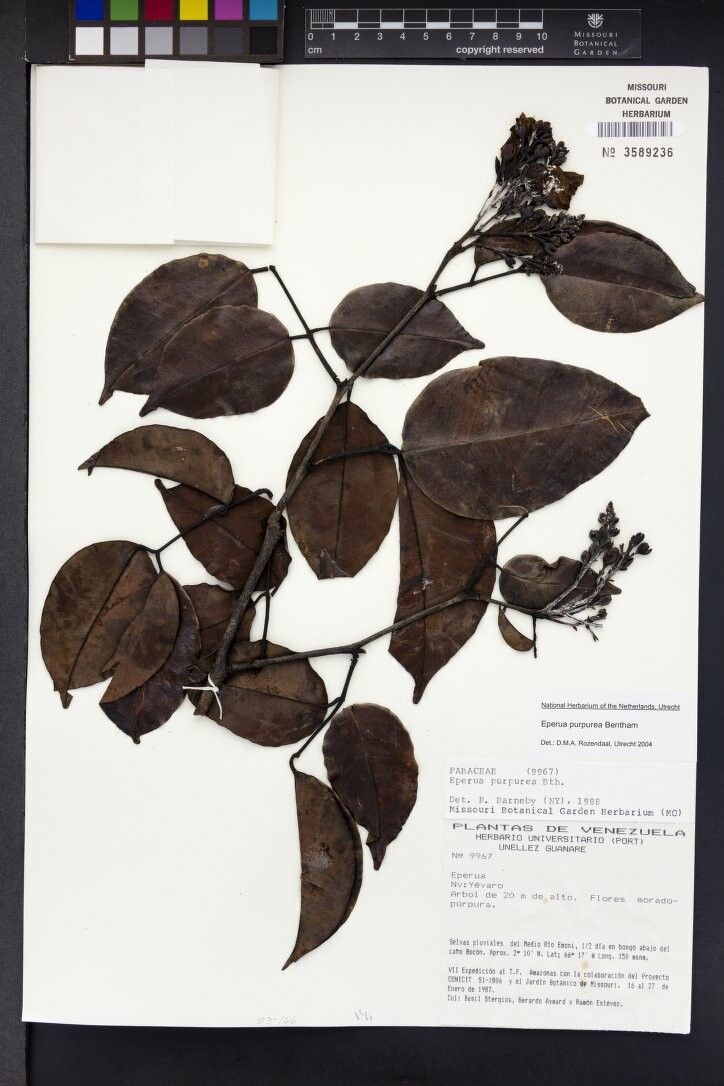 Eperua purpurea other