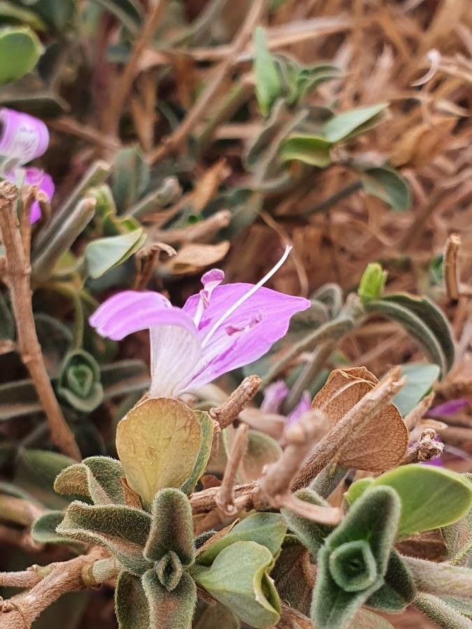 Dicliptera napierae flower