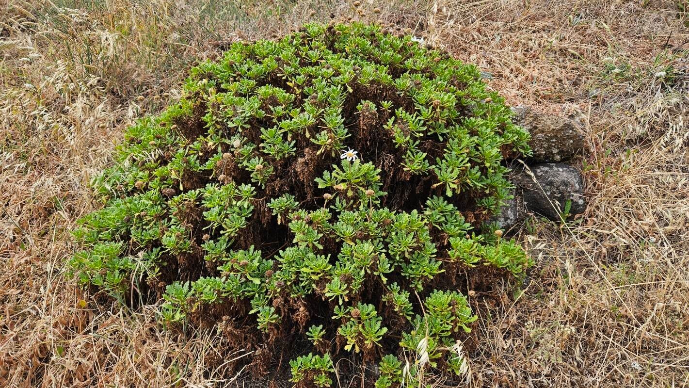 Argyranthemum thalassophilum habit