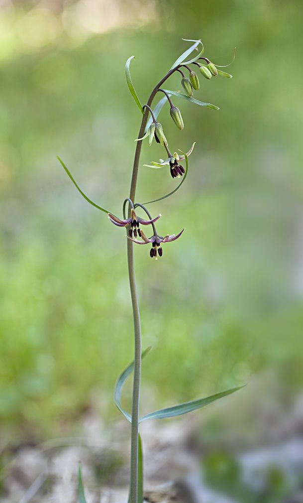 Fritillaria brandegeei — search result for 'Fritillaria'