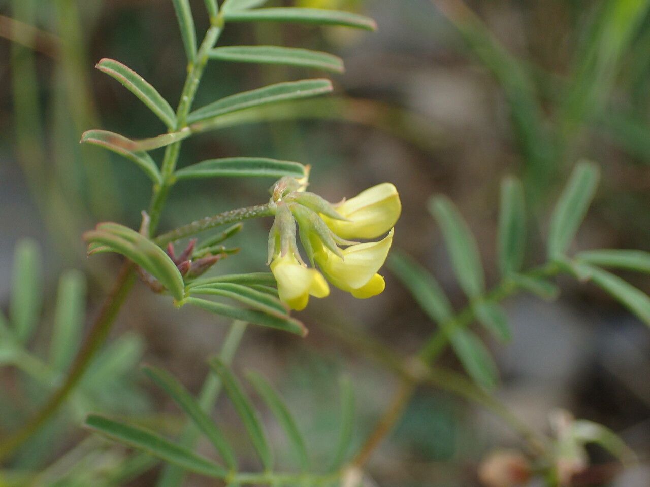 Hippocrepis ciliata flower