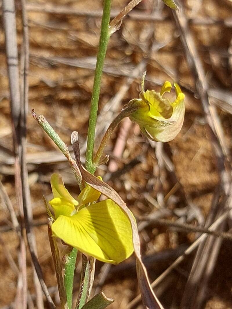 Crotalaria pervillei flower
