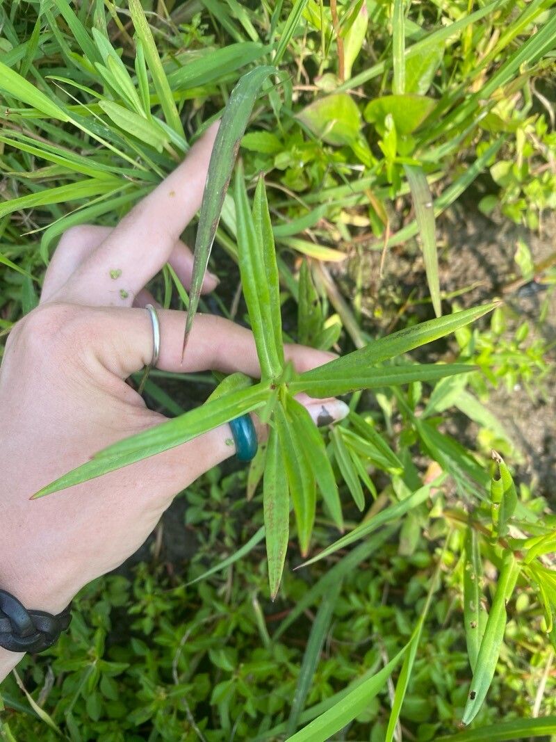 Ammannia robusta — search result for 'Guatemala'