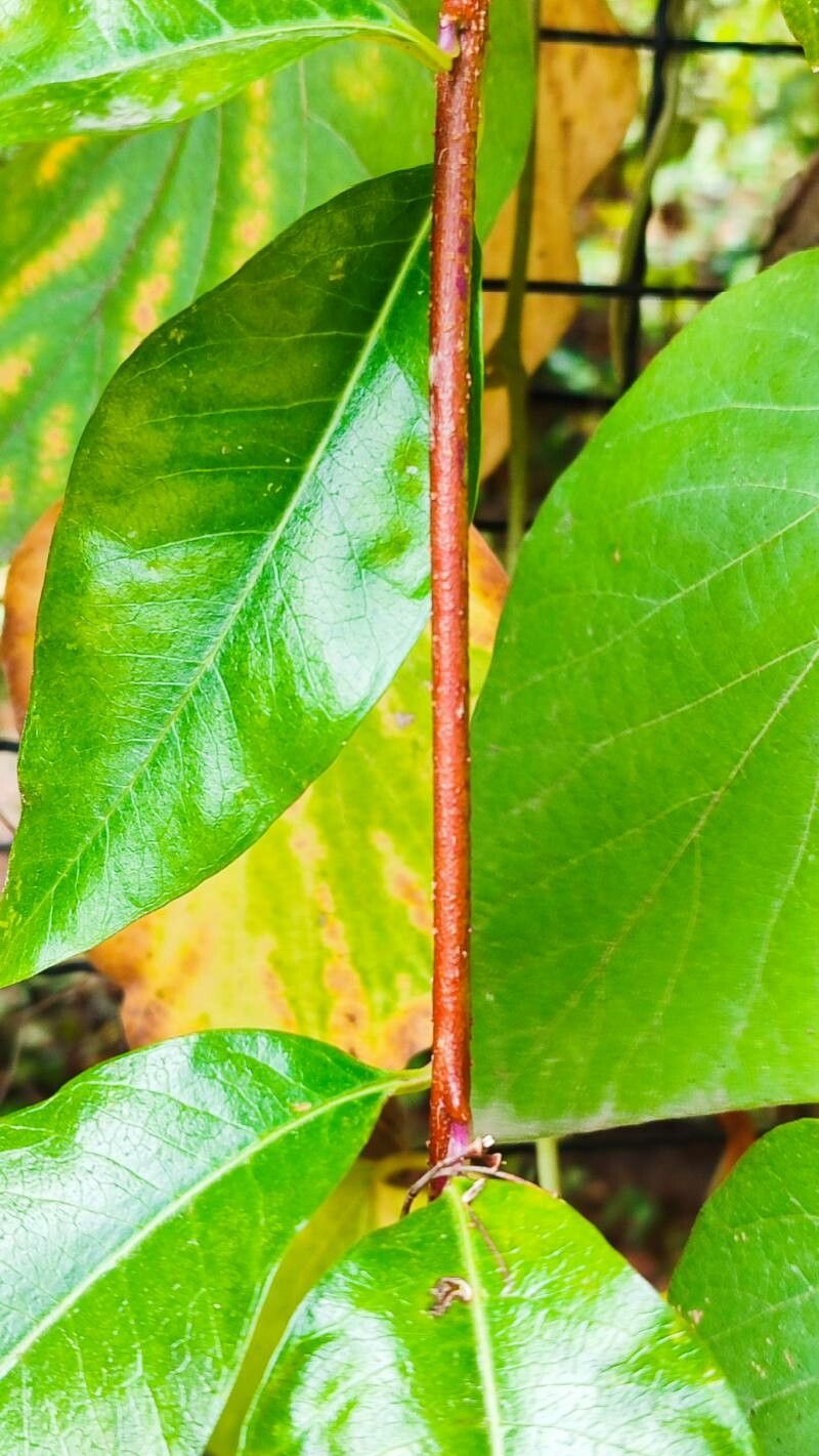 Periploca sepium bark