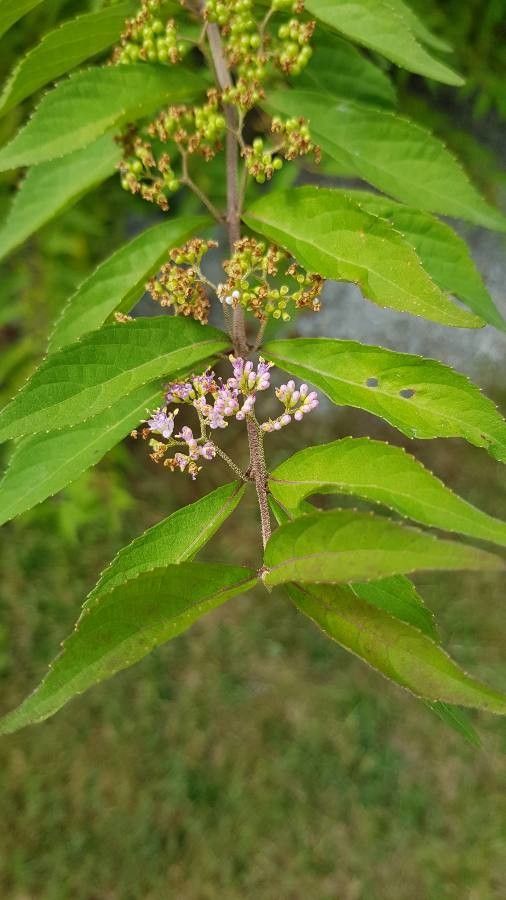 Callicarpa mollis flower