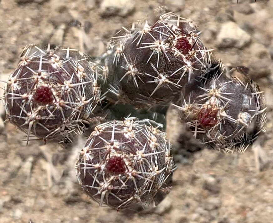 Grusonia pulchella — houseplant care guide