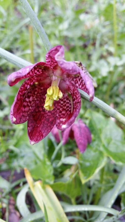 Fritillaria meleagris flower